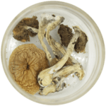 African Cubensis (Panaeolus africanus) | Strongest Shroom Strain Canada