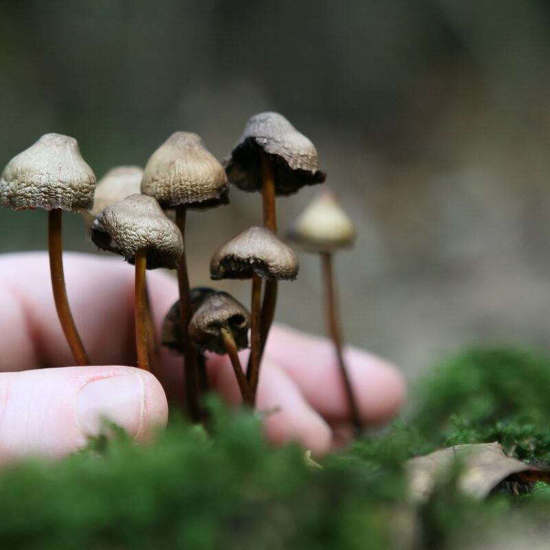Guide to Magic Mushrooms | Strongest Shroom Strain Canada
