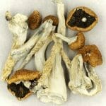 Creeper | Strongest Shroom Strain Canada
