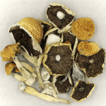 Penis Envy Cubensis | Strongest Shroom Strain Canada