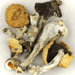 Thai Elephant | Strongest Shroom Strain Canada