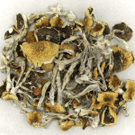 Daddy Long Legs | Strongest Shroom Strain Canada