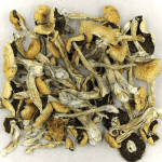 Puerto Rican | Strongest Shroom Strain Canada