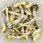 Blue Magnolia Rust | Strongest Shroom Strain Canada