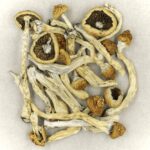 Texas Yellow Cap | Strongest Shroom Strain Canada