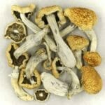 Vietnamese | Strongest Shroom Strain Canada