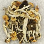 Cuban | Strongest Shroom Strain Canada