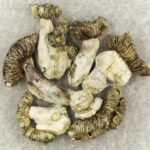 White Burma | Strongest Shroom Strain Canada