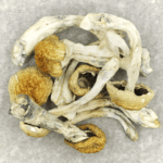Chitwan Nepal | Strongest Shroom Strain Canada