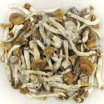 Florida White | Strongest Shroom Strain Canada