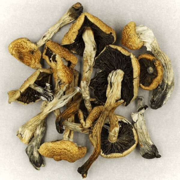 Malabar | Strongest Shroom Strain Canada