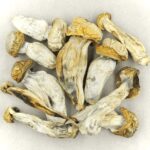 Melmac | Strongest Shroom Strain Canada