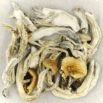 Treasure Coast | Strongest Shroom Strain Canada