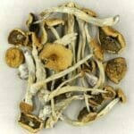 Mexicana | Strongest Shroom Strain Canada