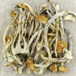 Amazonian Cubensis | Strongest Shroom Strain Canada