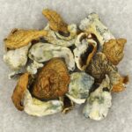 King Kong | Strongest Shroom Strain Canada