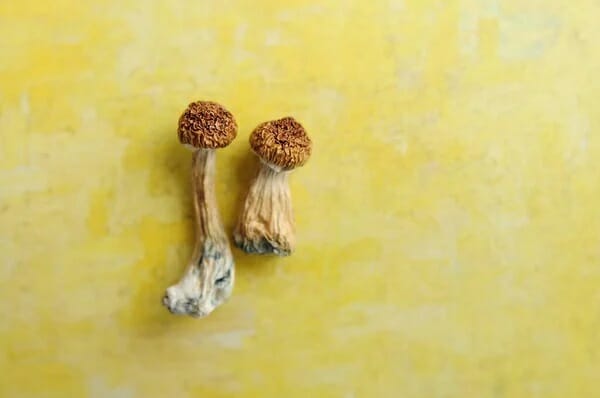 Lemon Tek at Zoomies Canada | Strongest Shroom Strain Canada