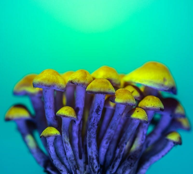 LSD Edibles | Strongest Shroom Strain Canada