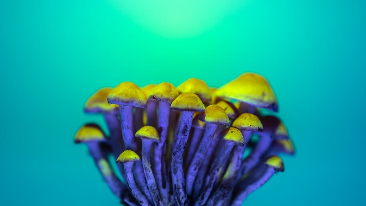 Exploring Psychedelic Chemistry: The Potential of LSD Edibles