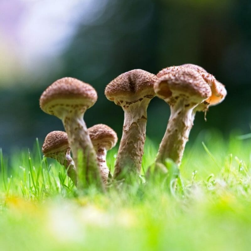 Mushroom Dispensary | Strongest Shroom Strain Canada