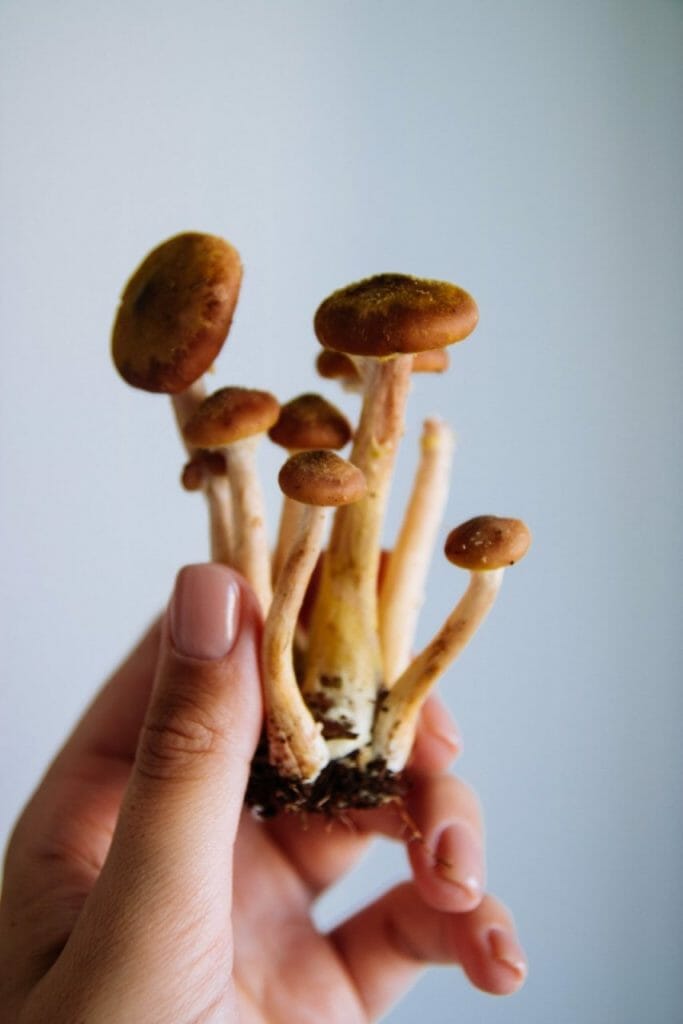 The Multifaceted Benefits of Magic Mushrooms Beyond Physical Health Mushroom dispensary benefits