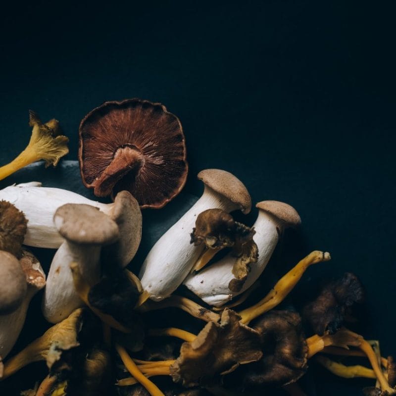 Dried Shrooms | Strongest Shroom Strain Canada