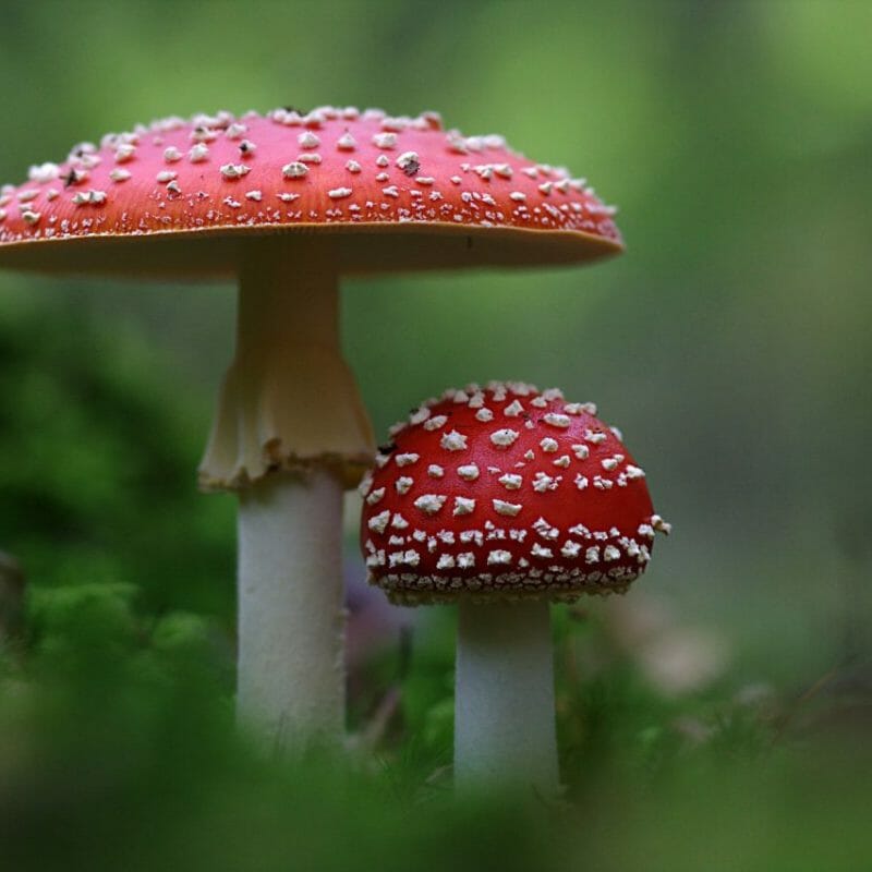 Magic Mushrooms Canada | Strongest Shroom Strain Canada