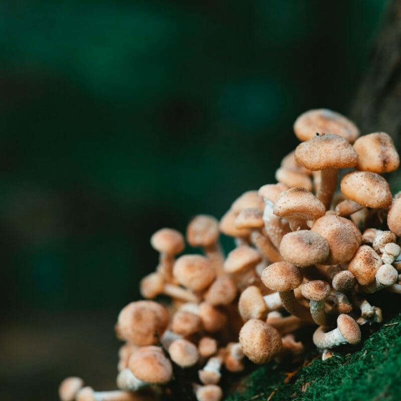 Mushroom Dispensary - Zoomies | Strongest Shroom Strain Canada