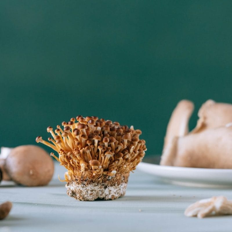 Buy Magic Mushroom | Strongest Shroom Strain Canada