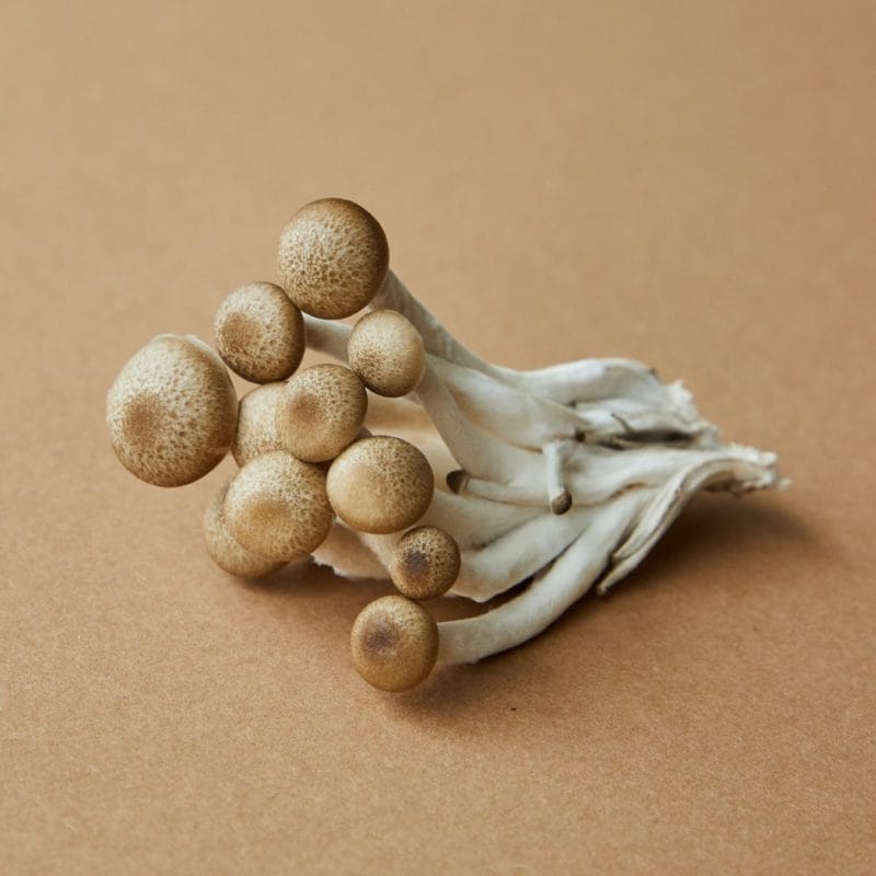 strongest mushroom strain | Strongest Shroom Strain Canada