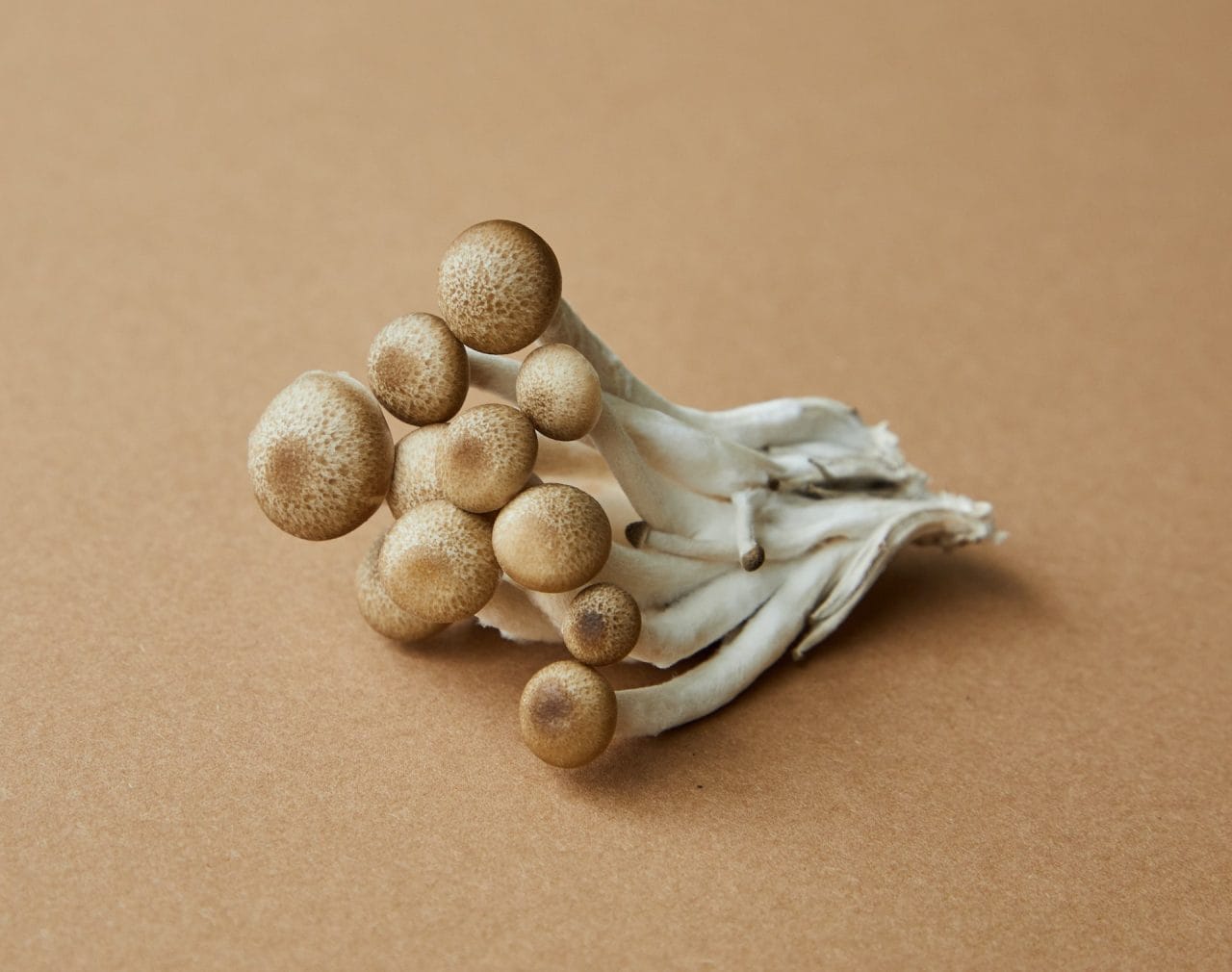 An In-depth Examination of Penis Envy: The Most Potent Mushroom Strain