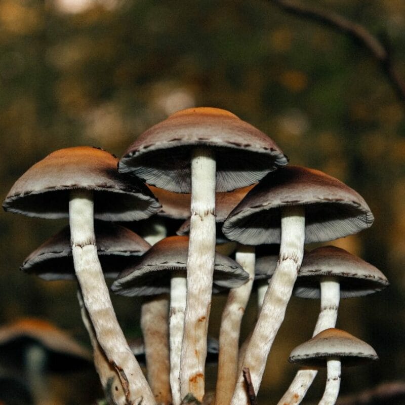 Microdose Mushrooms | Strongest Shroom Strain Canada