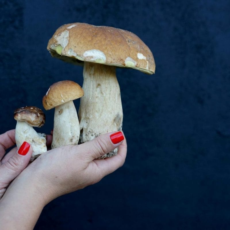 Shrooms Online | Strongest Shroom Strain Canada