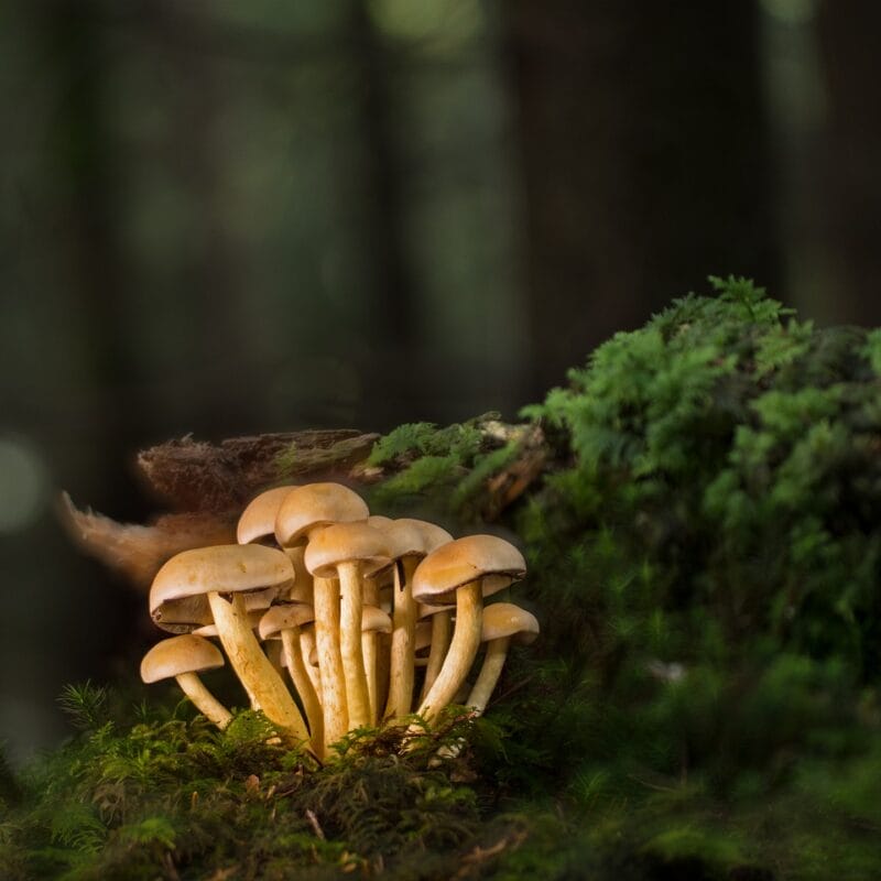 Buy Shrooms Online and Discover the Sweetest Shroom Options | Strongest Shroom Strain Canada
