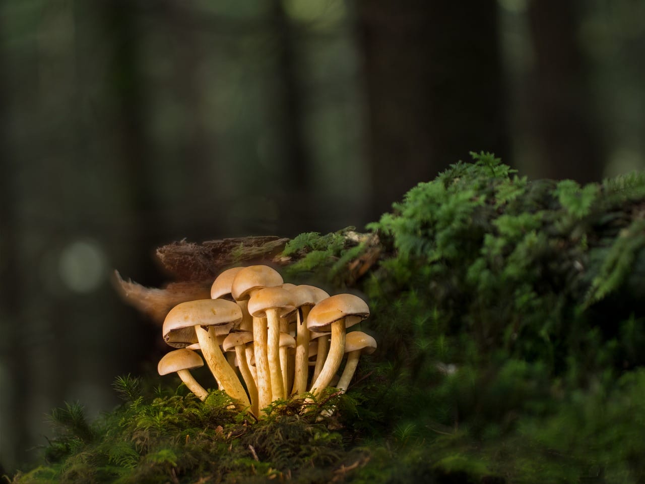 Purchase Mushrooms Online and Explore the Most Delightful Mushroom Selections