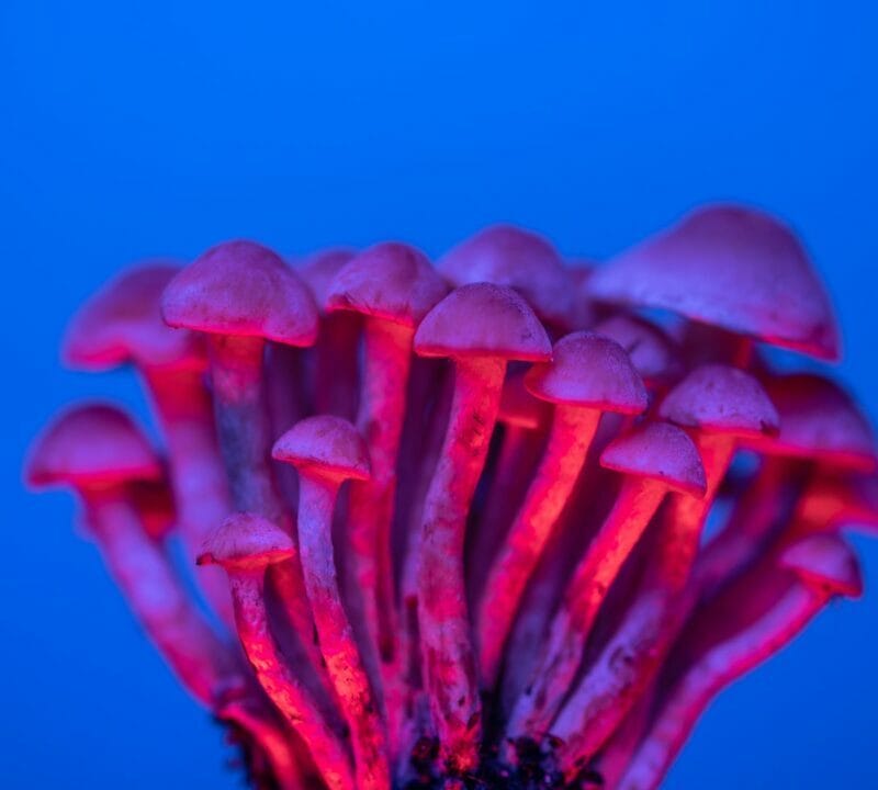Shrooms Delivery in Canada | Strongest Shroom Strain Canada