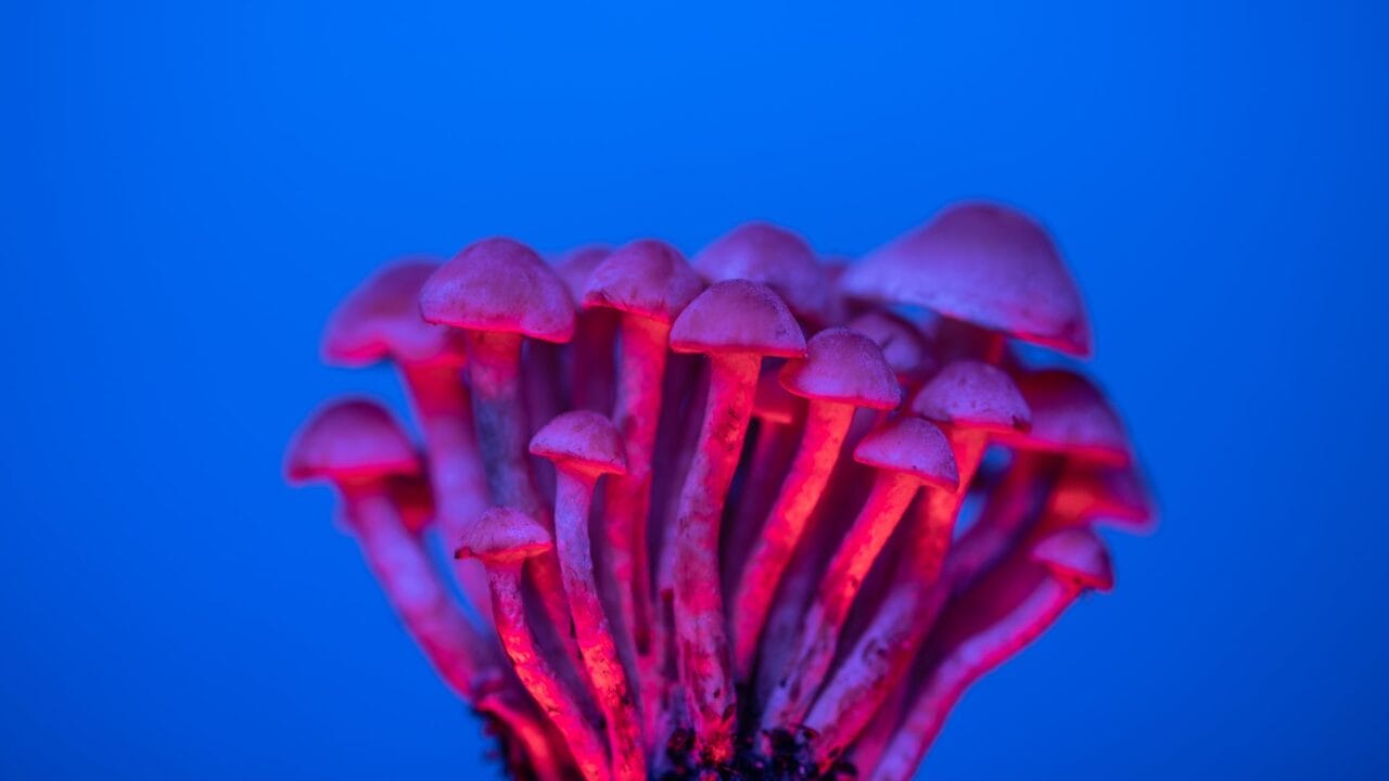 Delivery of Shrooms for Boosting Cognitive Functions: A Deep Dive into the Advantages of Nootropics
