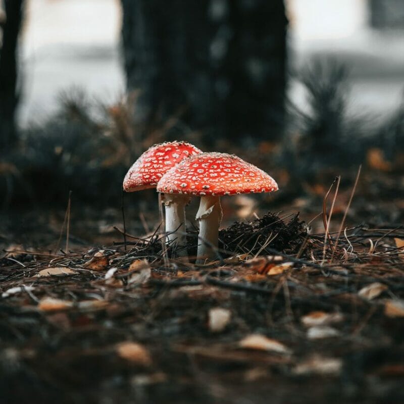 Shroom online delivery at Zoomies Canada | Strongest Shroom Strain Canada