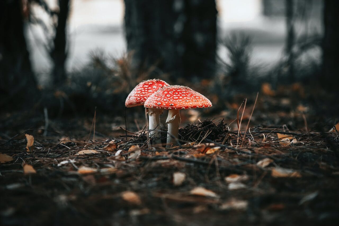 The Resurgence of Psilocybin: Manufacturing, Investigation, and Future Prospects