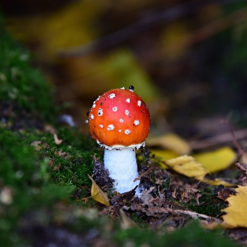 buy LSD online in Canada | Strongest Shroom Strain Canada