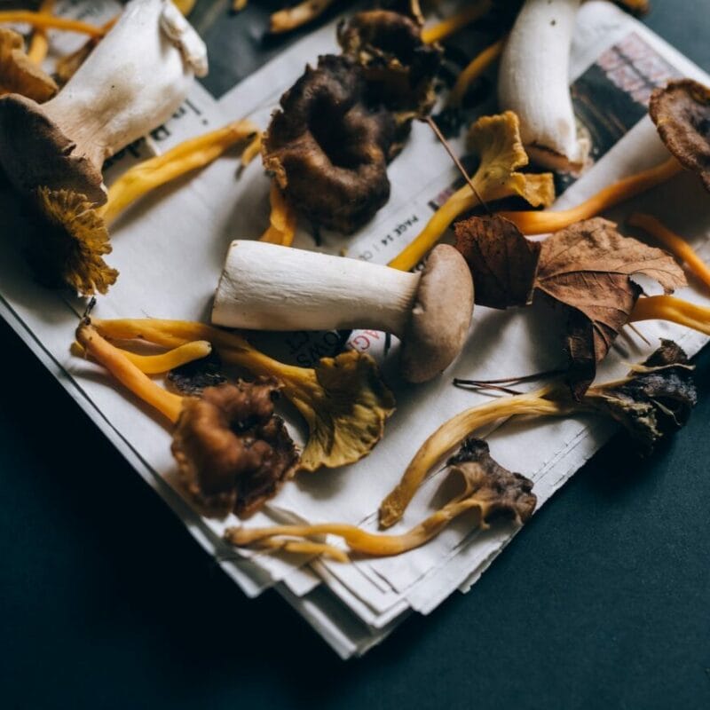 Mushroom chocolate at Zoomies Canada | Strongest Shroom Strain Canada