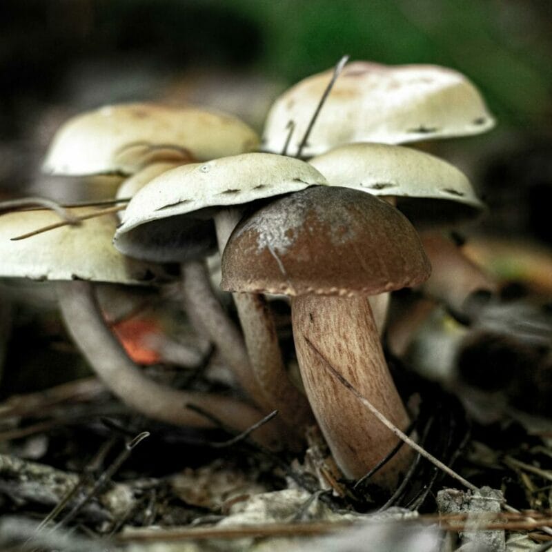 psilocybin mushroom | Strongest Shroom Strain Canada