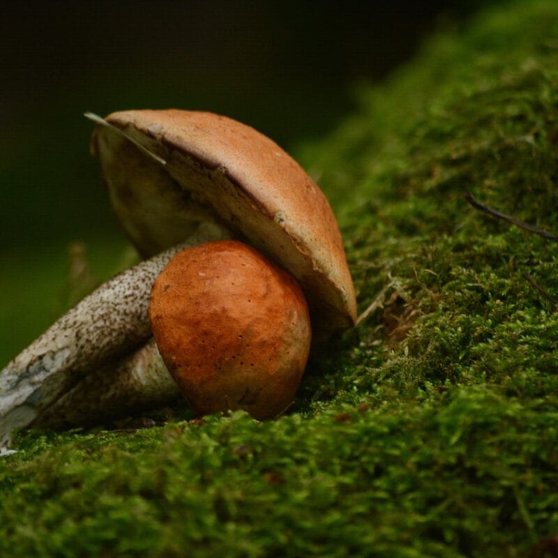 Mushroom Dispensary Vancouver | Strongest Shroom Strain Canada