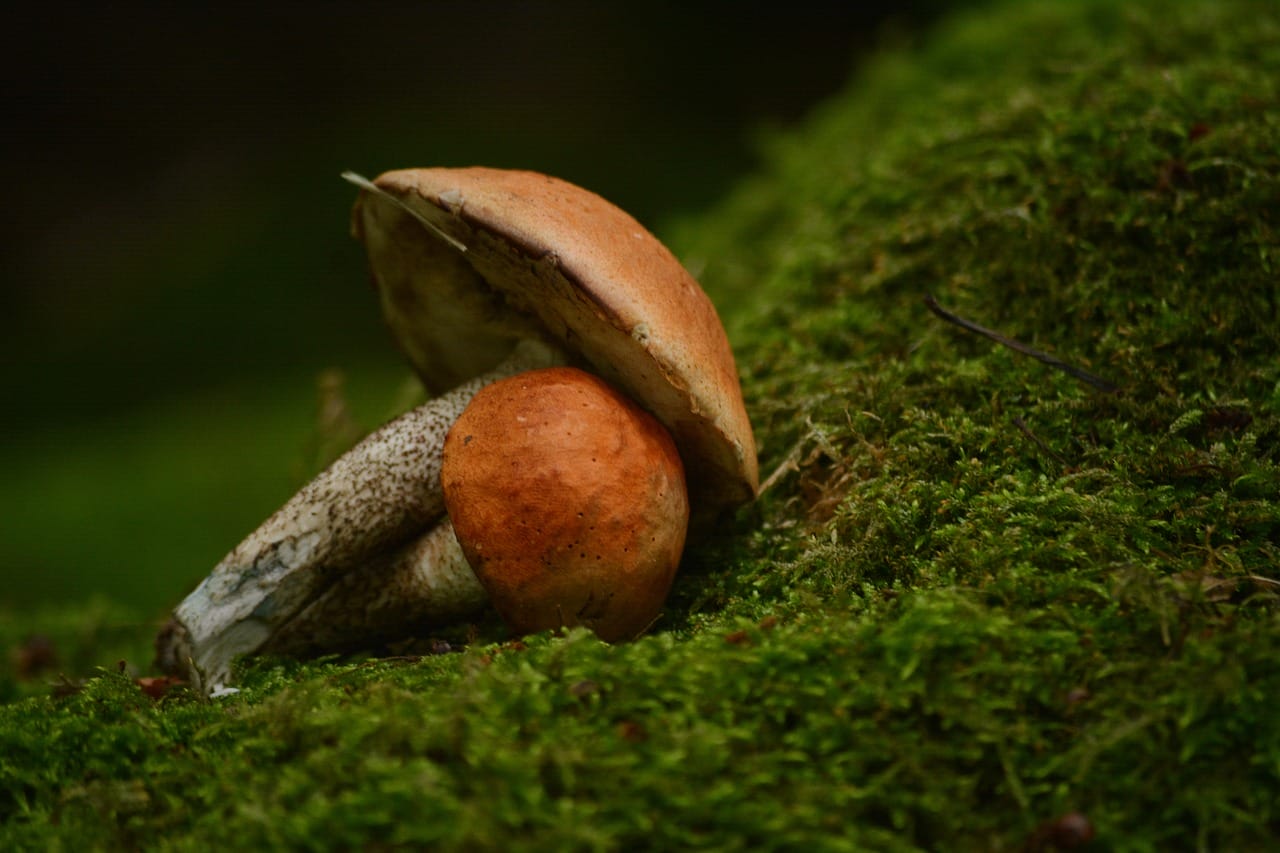 Vancouver’s Mushroom Dispensary: Five Novel Shroom Varieties Worth Exploring