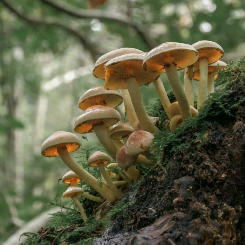 Shrooms online | Strongest Shroom Strain Canada