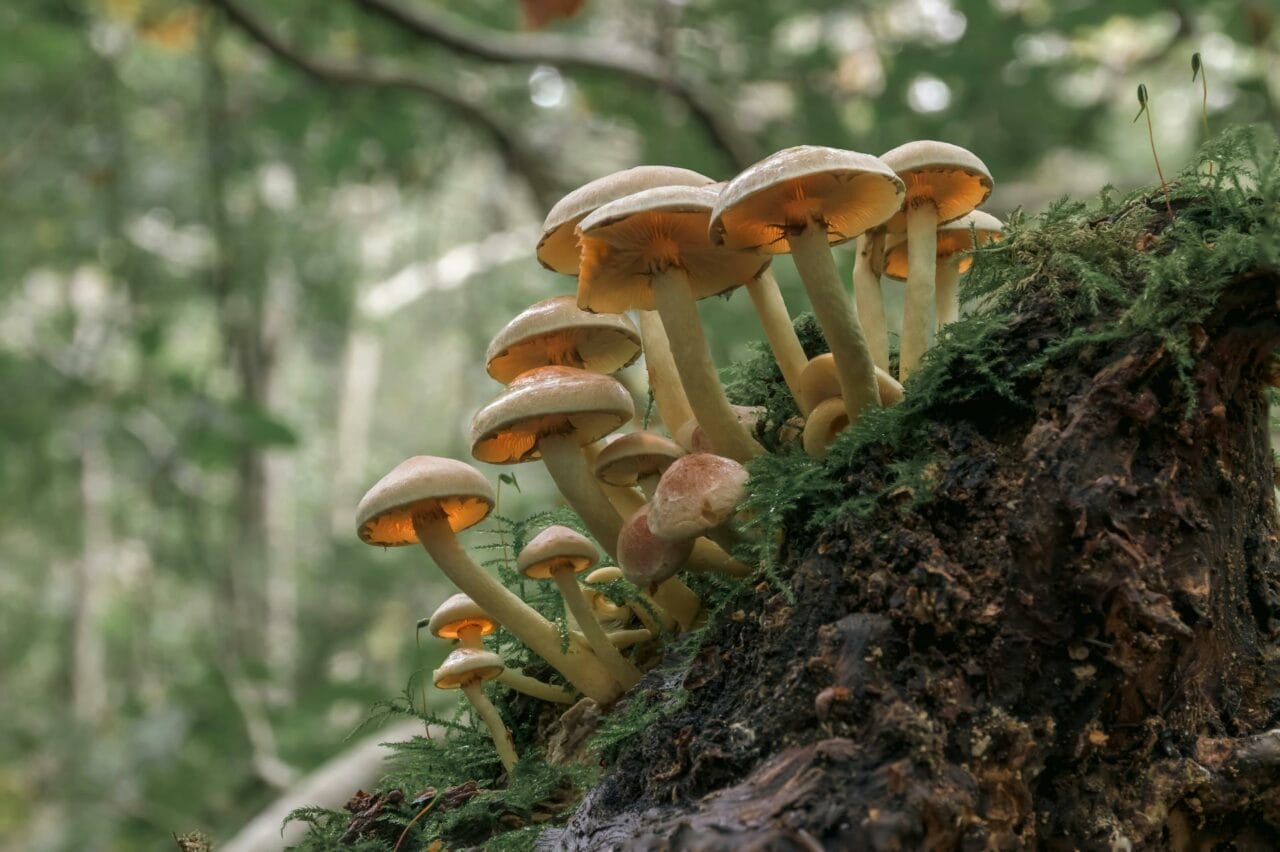 Enhancement of Sexual Functioning and Satisfaction through Psilocybin in Magic Mushrooms