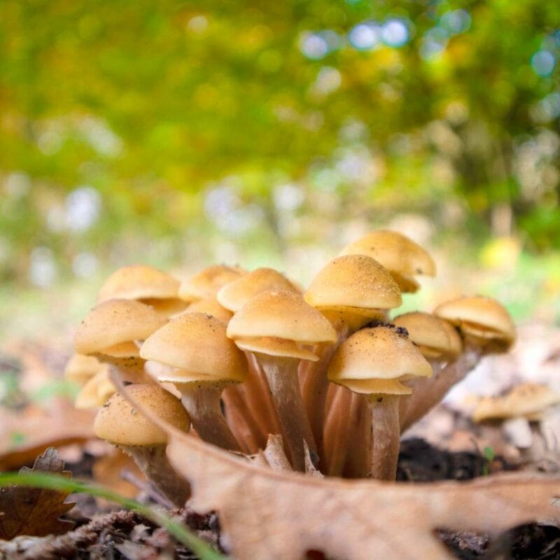 Shrooms Canada | Strongest Shroom Strain Canada
