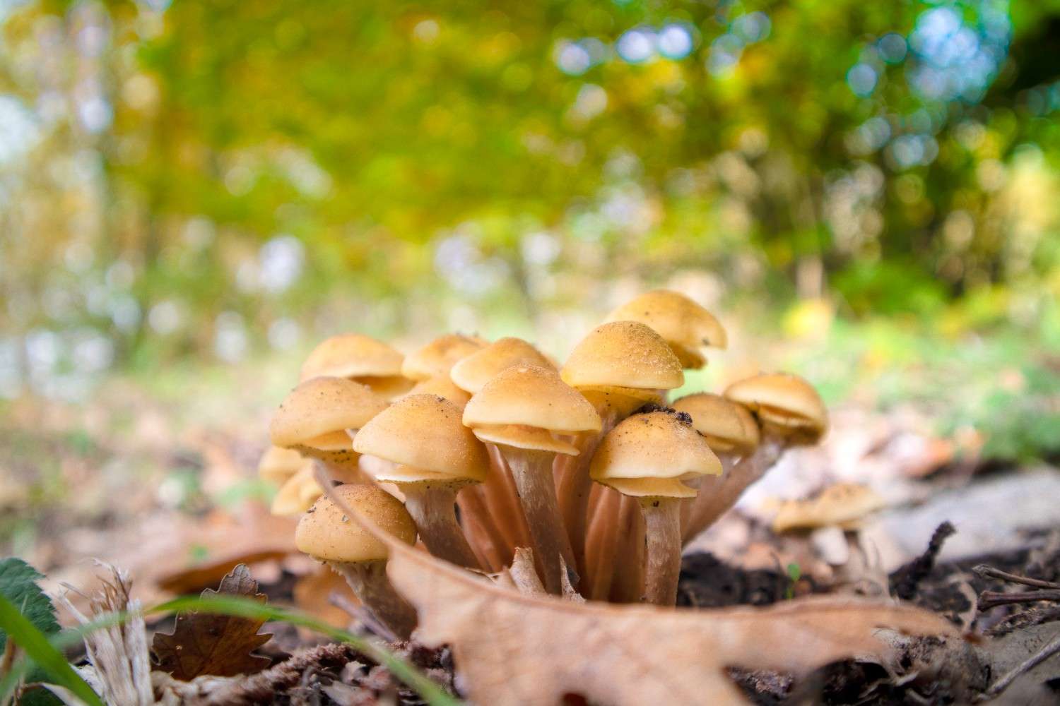The Global Spread of Psilocybin Mushrooms – Microdosing Beyond Canada’s Borders