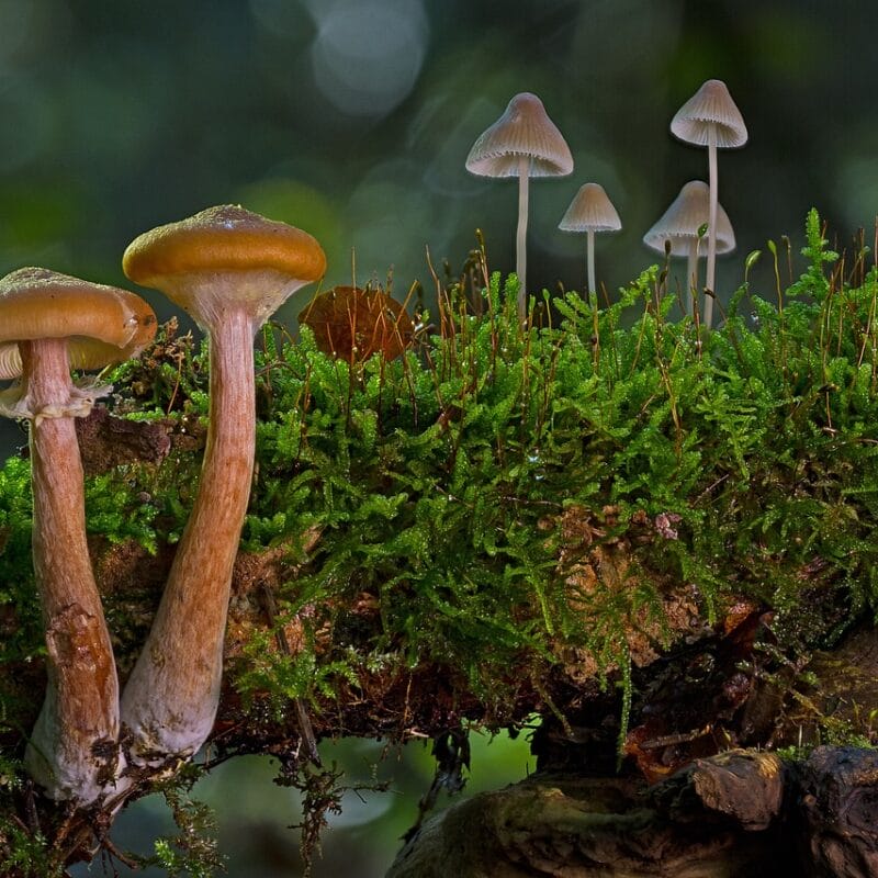 magic mushroom in Canada | Strongest Shroom Strain Canada