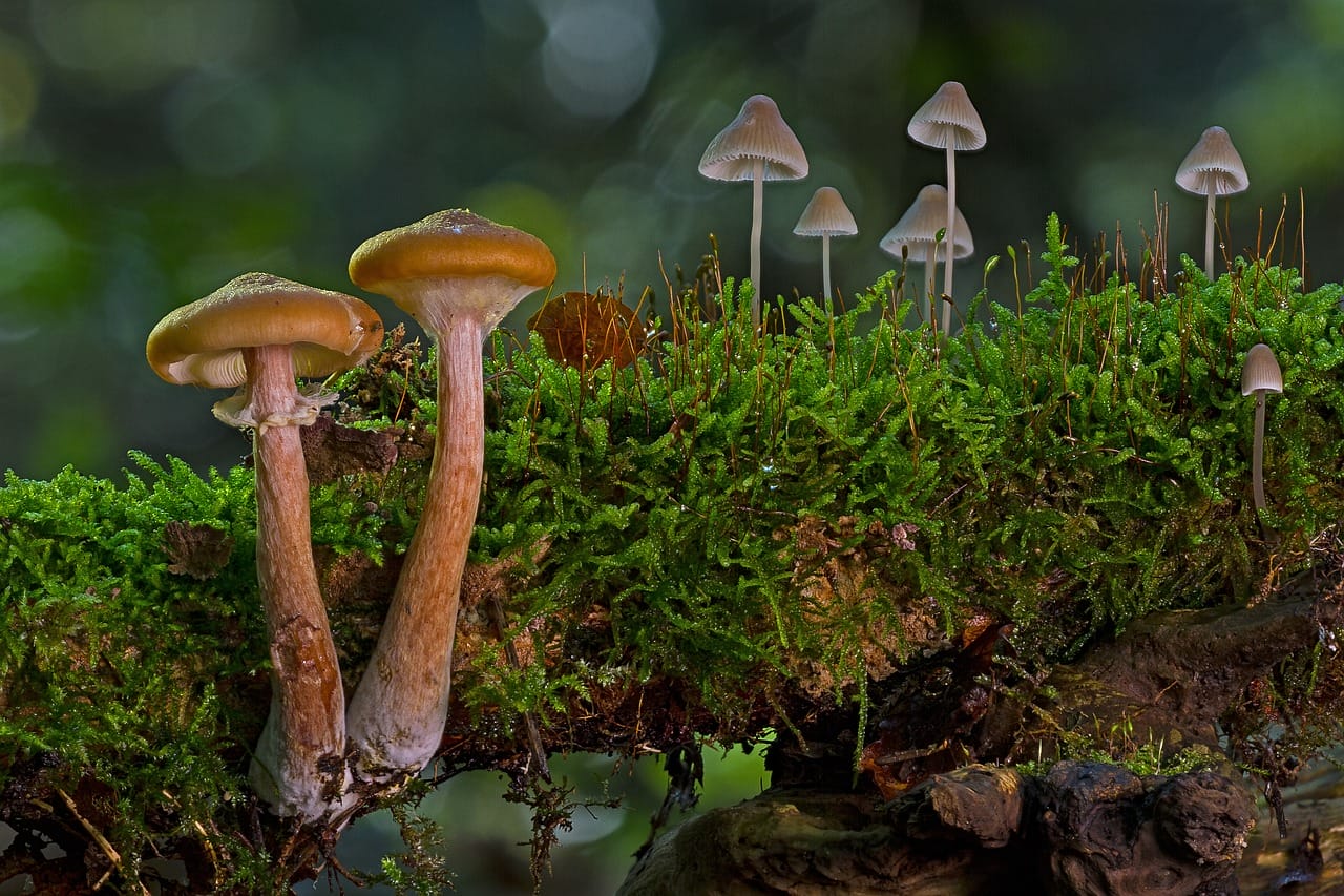 The Majority of Canadians, 80%, Back the Use of Magic Mushrooms for Existential Anxiety